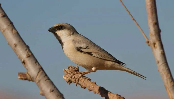 bird of morocco birdwatching