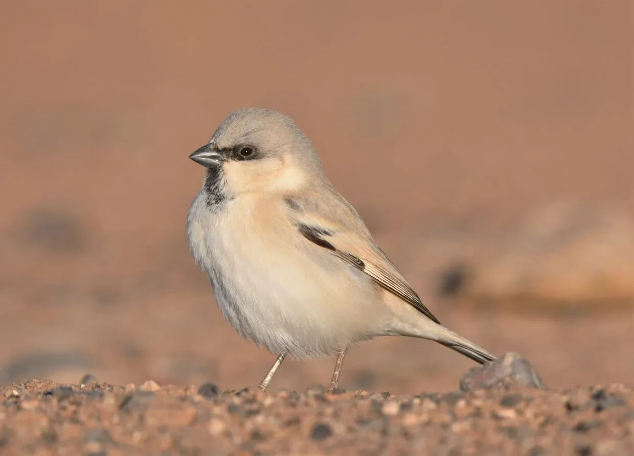bird of morocco birdwatching