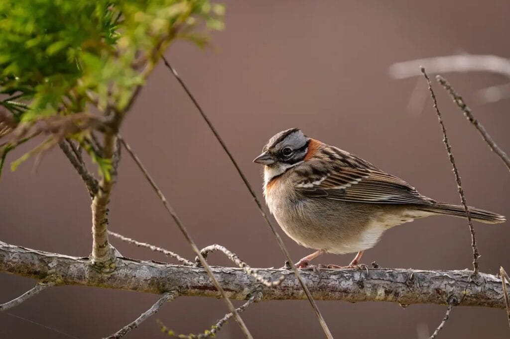 Bird Watching in Morocco