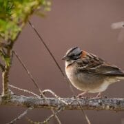 Bird Watching in Morocco