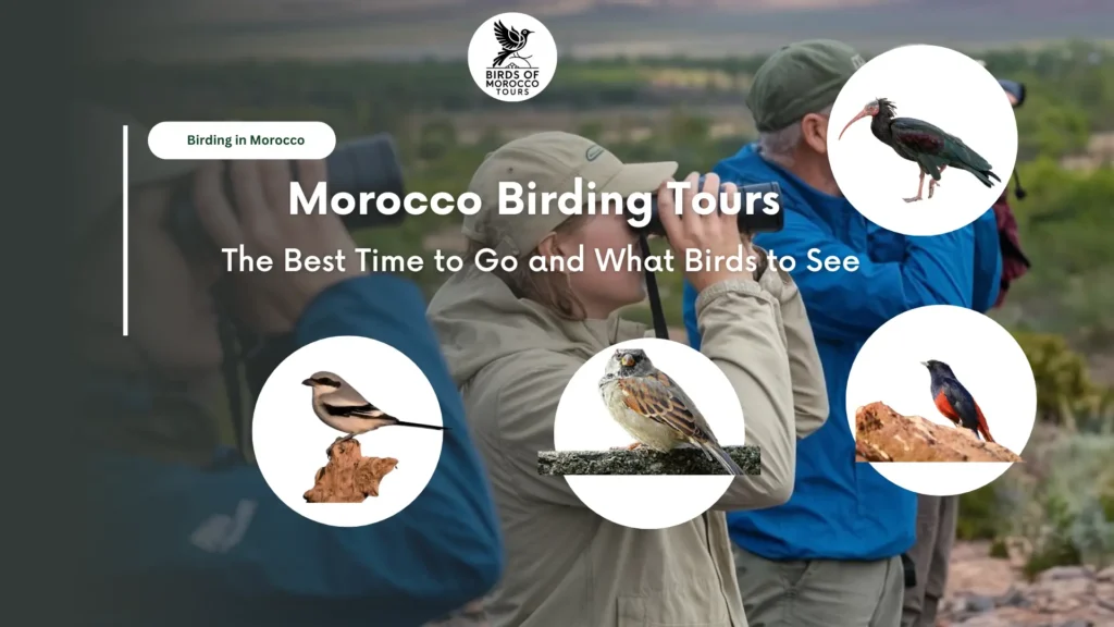 Morocco Birding Tours The Best Time to Go and What Birds to See