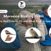 Morocco Birding Tours The Best Time to Go and What Birds to See