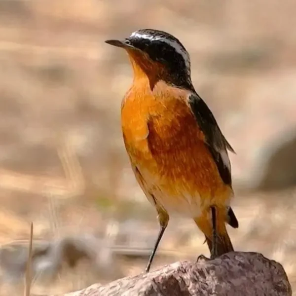 Morocco Birds
