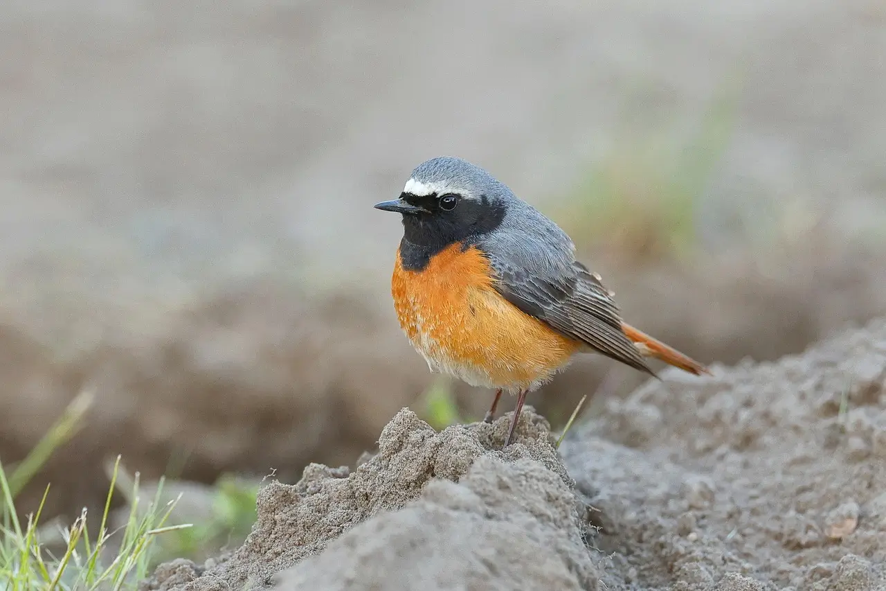 Morocco Birds
