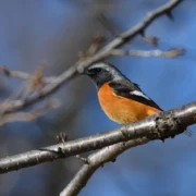 National Bird of Morocco