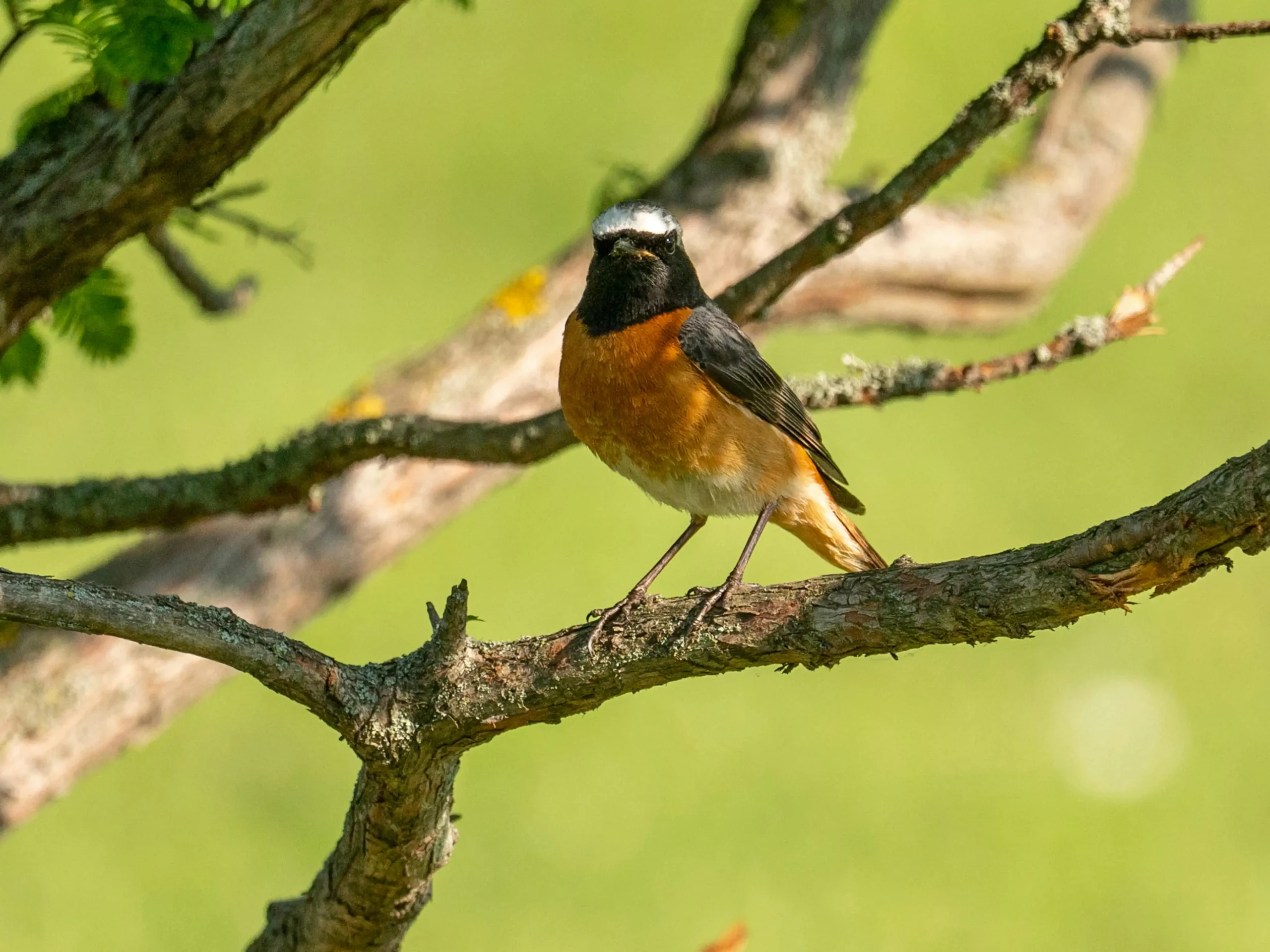 Birding Day Tours in Morocco