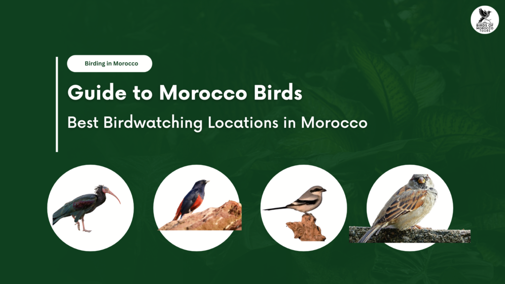 The Ultimate Guide to Morocco Birds