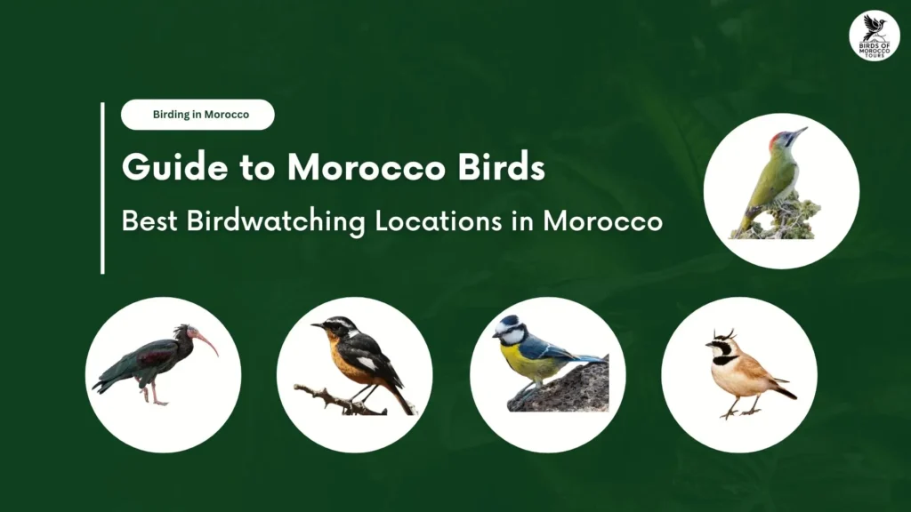 The Ultimate Guide to Morocco Birds, Morocco bird watching