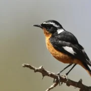 National Bird of Morocco