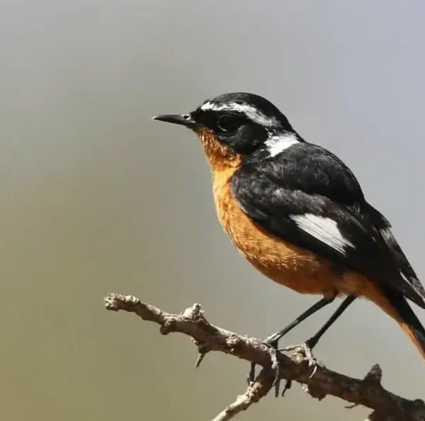 National Bird of Morocco