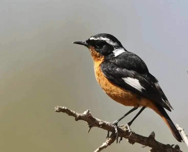 National Bird of Morocco