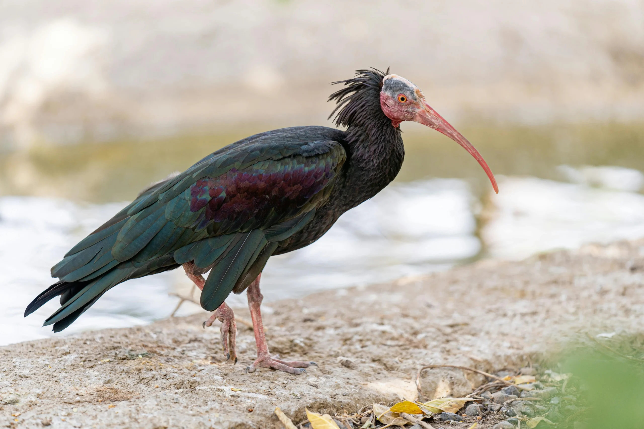 bird watching bird of morocco tours