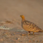 bird of morocco birdwatching