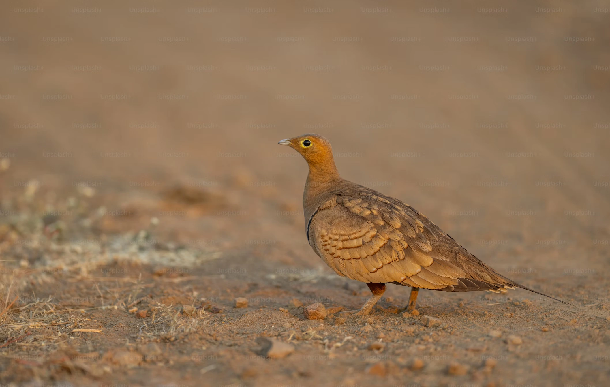 bird of morocco birdwatching