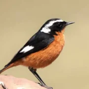 Moussiers Redstart