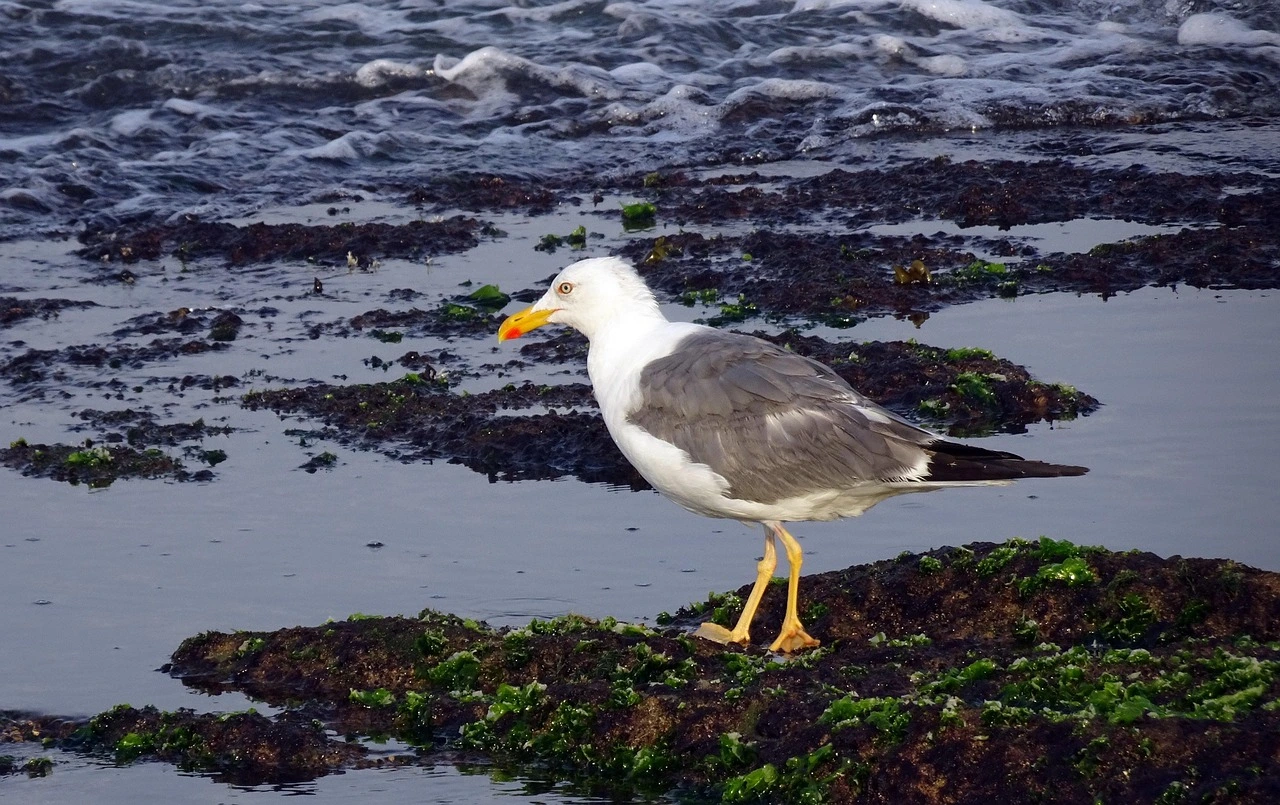 bird of morocco birdwatching