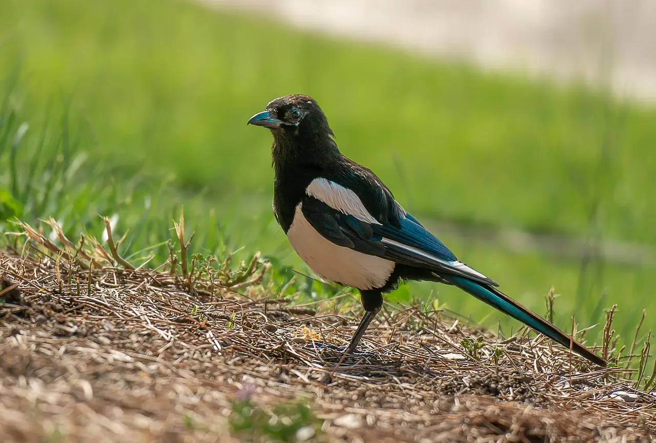 bird watching Moroccan Magpie