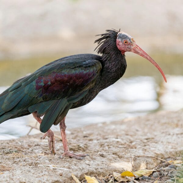 birdsofmoroccotours