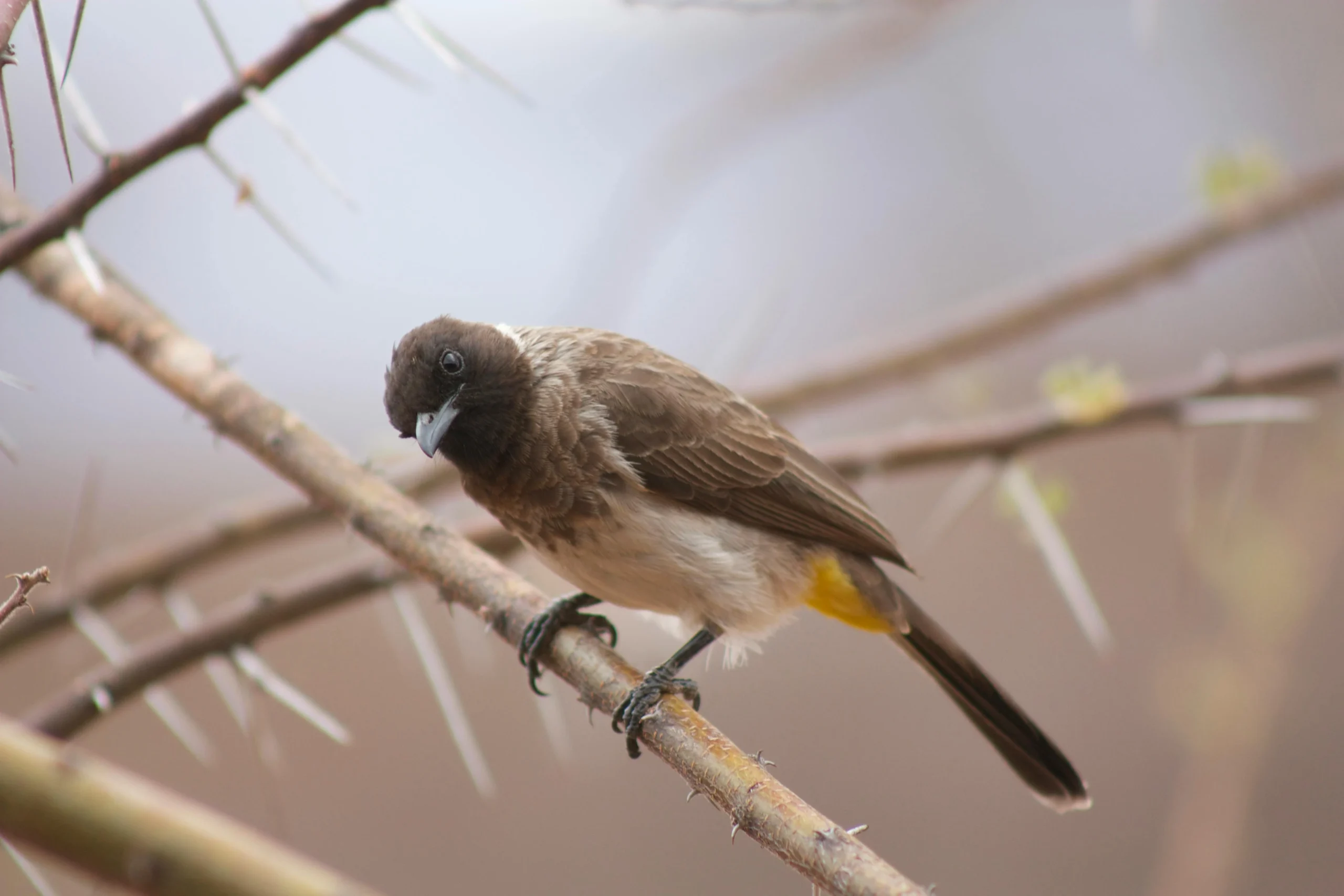 bird of morocco birdwatching