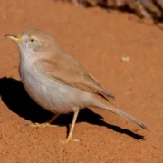 Bird Watching in Morocco
