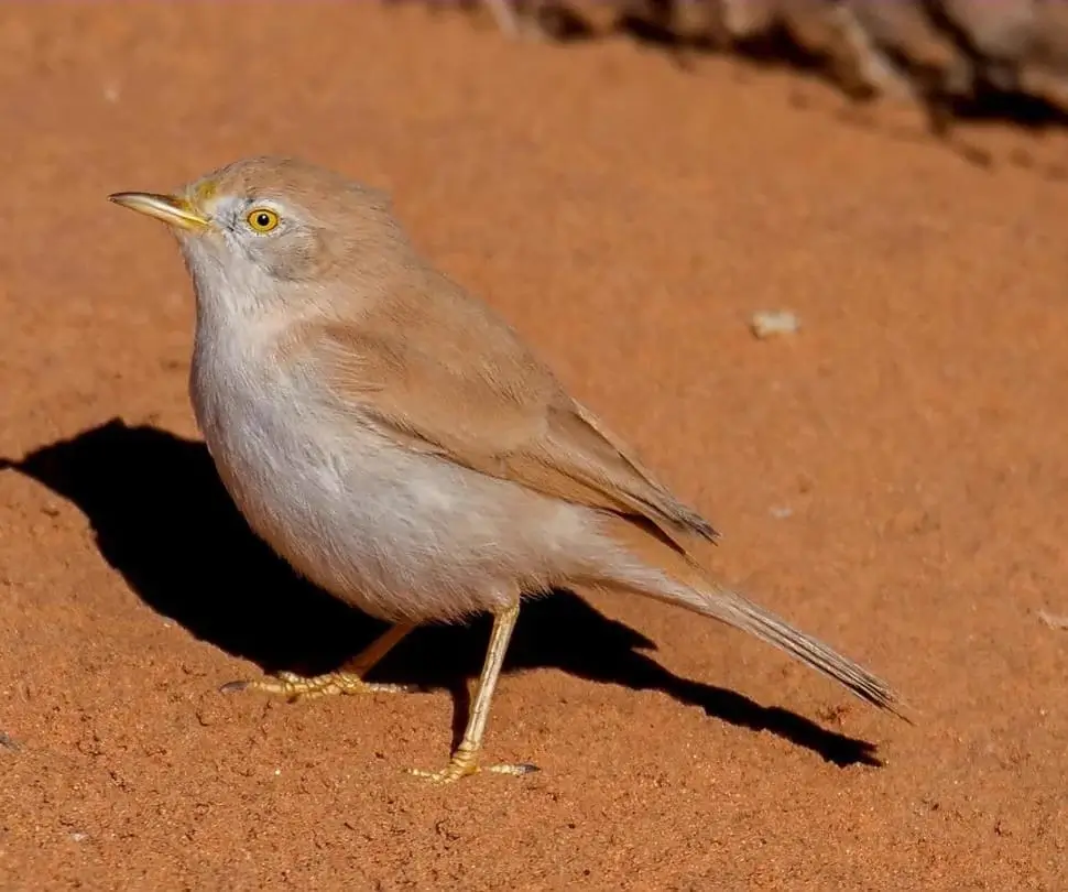 Bird Watching in Morocco