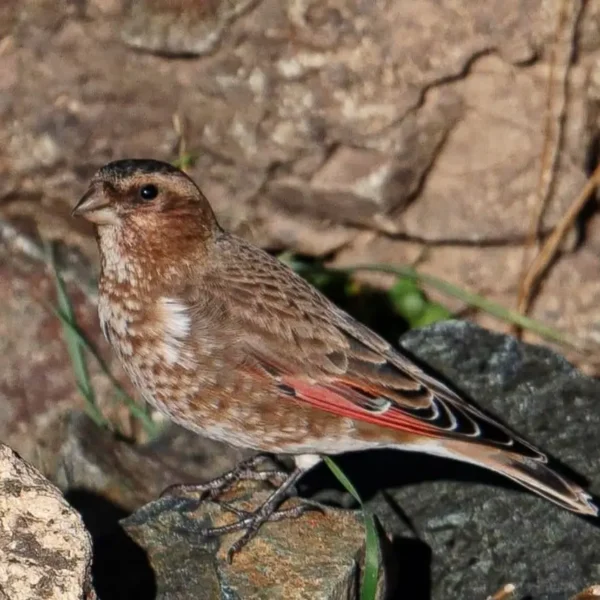 Crimsom winged finch