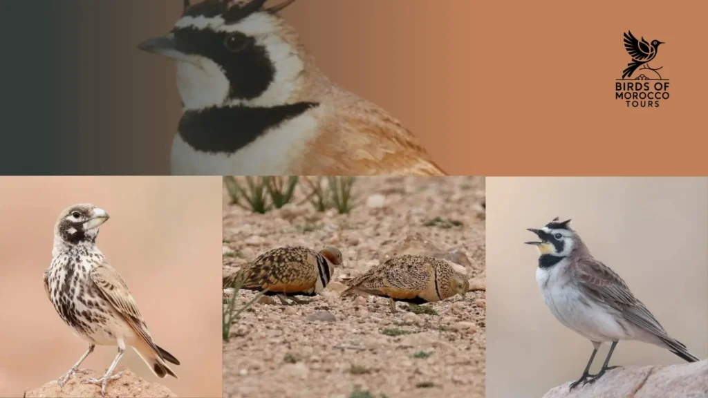 Birds Morocco