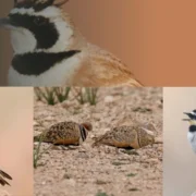 Birds Morocco