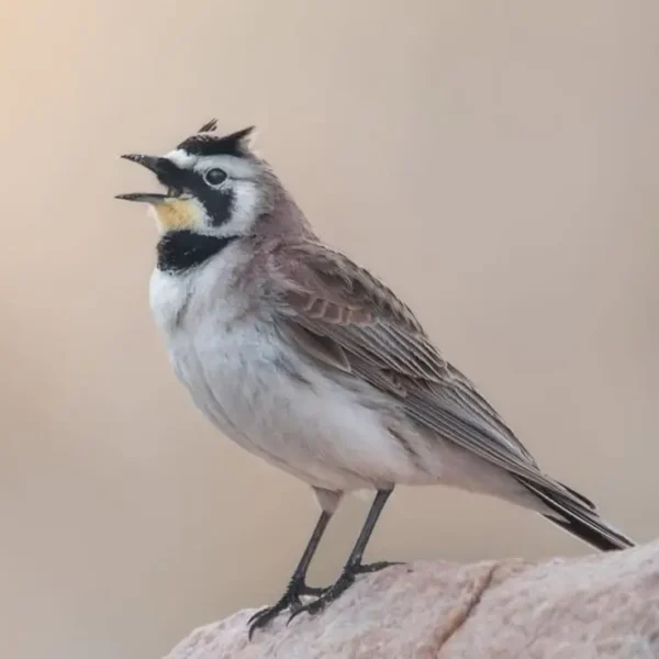 Morocco Birds horned lark birds of morocco tours