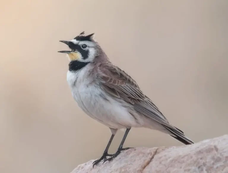 Morocco Birds horned lark birds of morocco tours