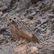 birdwatchers visiting Morocco
