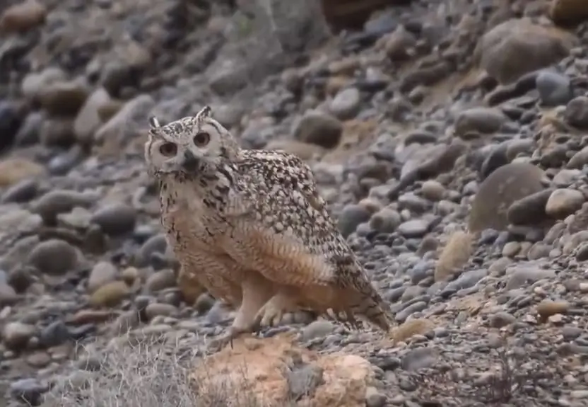 birdwatchers visiting Morocco
