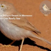 Birds of the Sahara Desert in Morocco Species You Can Really See