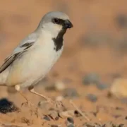 Desert Sparrow in Morocco , birds of morocco tours