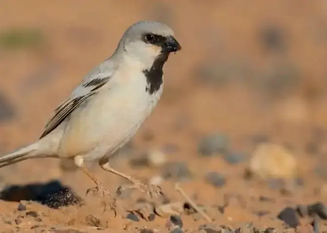 Desert Sparrow in Morocco , birds of morocco tours