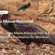 Souss Massa National Park bird watching birds of morocco tours