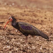 Souss Massa National Park Essential for Morocco Birding