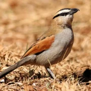 Souss Massa National Park Essential for Morocco Birding