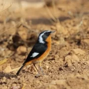 Souss Massa National Park Essential for Morocco Birding