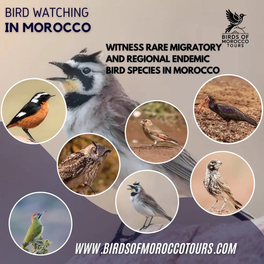 birds of morocco , bird watching in morocco birds of morocco