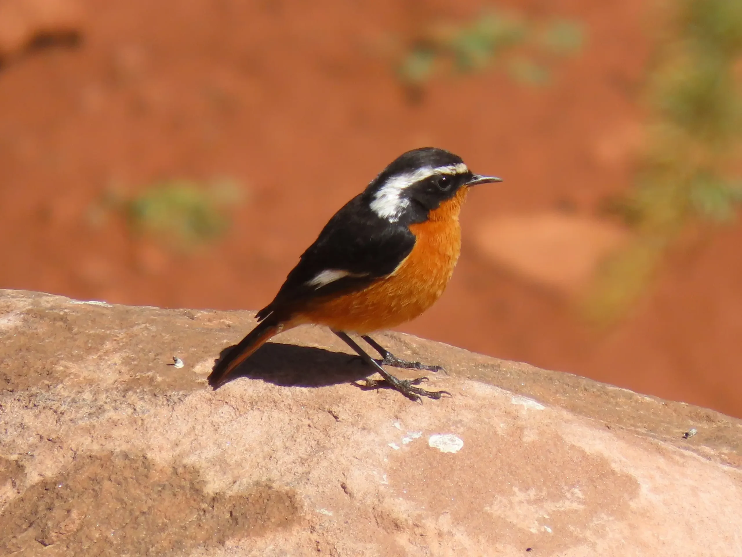 moussiers redstart birds of morocco tours