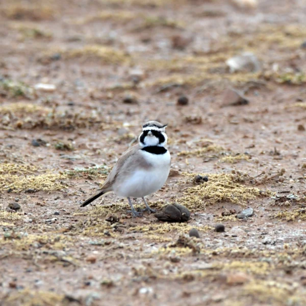 Temminck’s Lark in Morocco