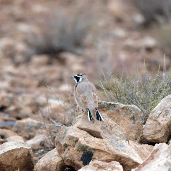 Temminck’s Lark in Morocco