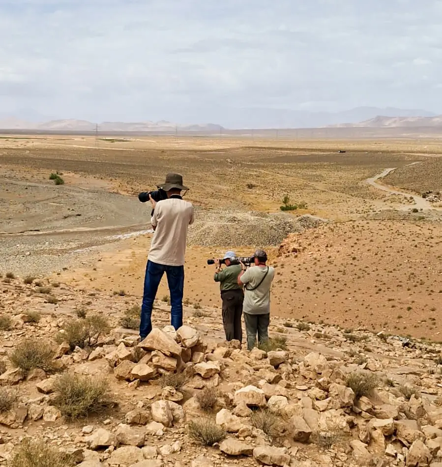 birding in morocco , birds of morocco