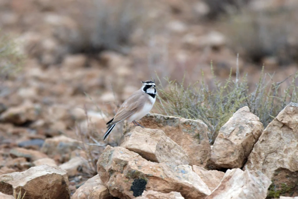 Temminck’s Lark in Morocco