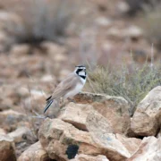 Temminck’s Lark in Morocco